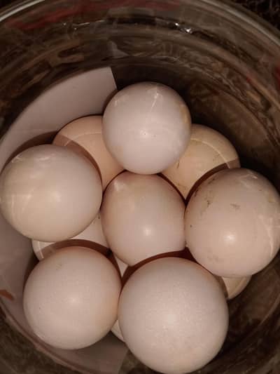 heraa asell egg for sell fotail