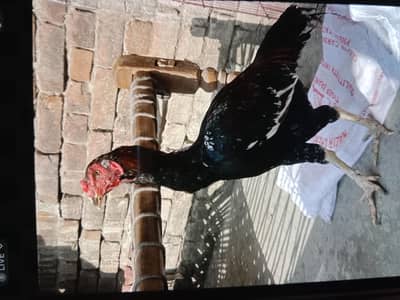 bohat Kamal cheeze hai