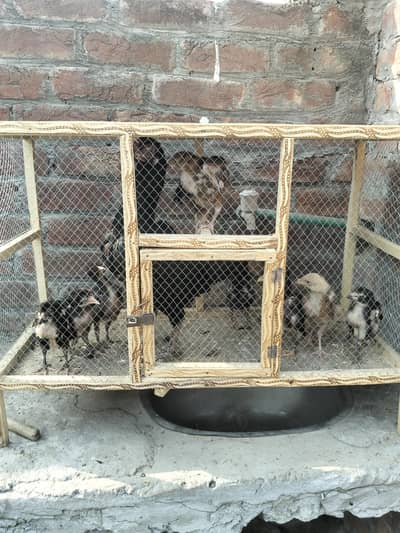 2 months chiks mianwali bread 10 chiks hain