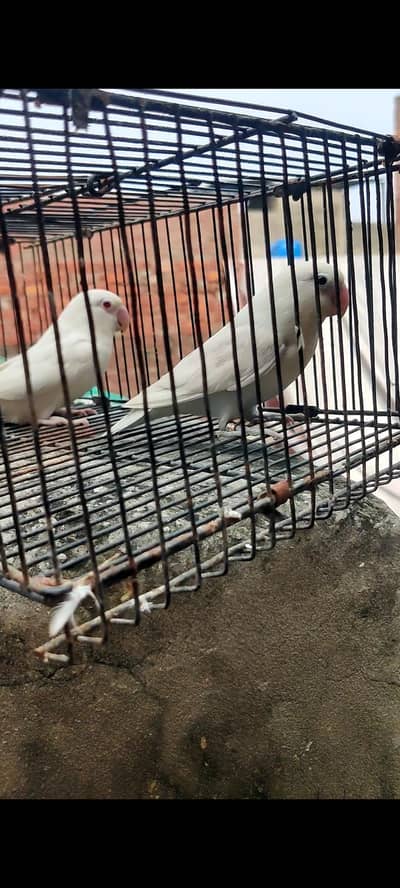 breeder pairs love birds total 4 pair available spilt pale fallow be h