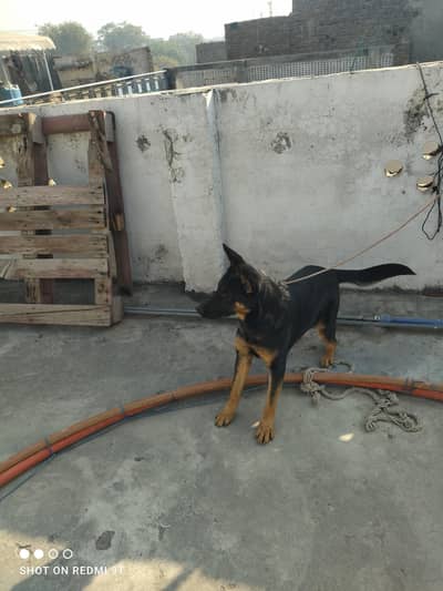 Female German Shepherd