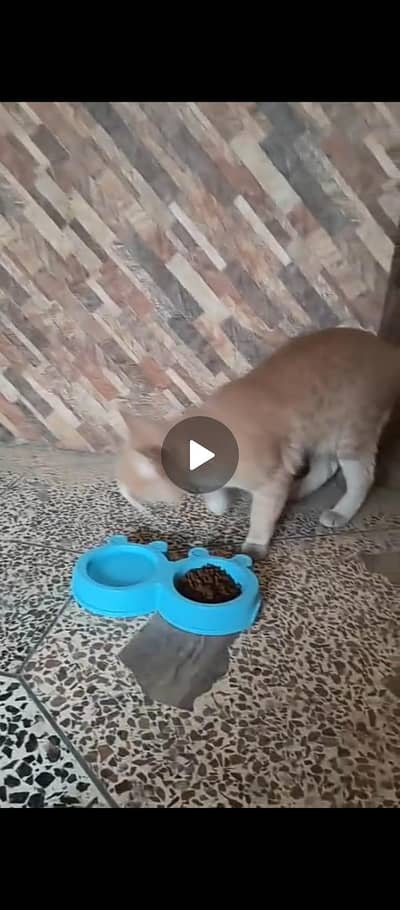 male cat fir adoption