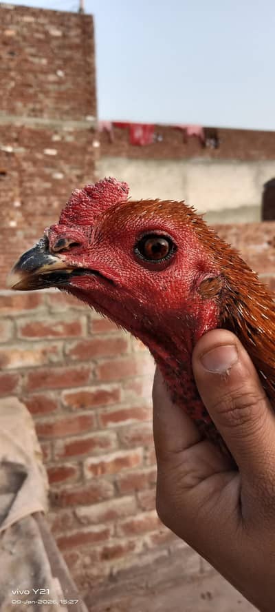 Thai darong home breed ptha