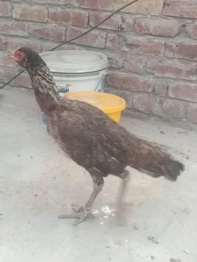 aseel Thai or Vietnam very beautiful and Long height