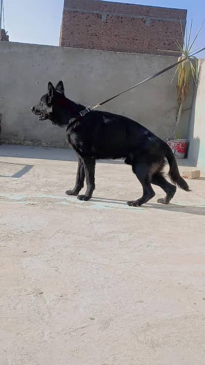 Black German shepherd  non ped