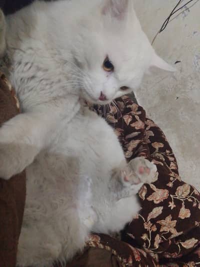 white  colour and litter trained