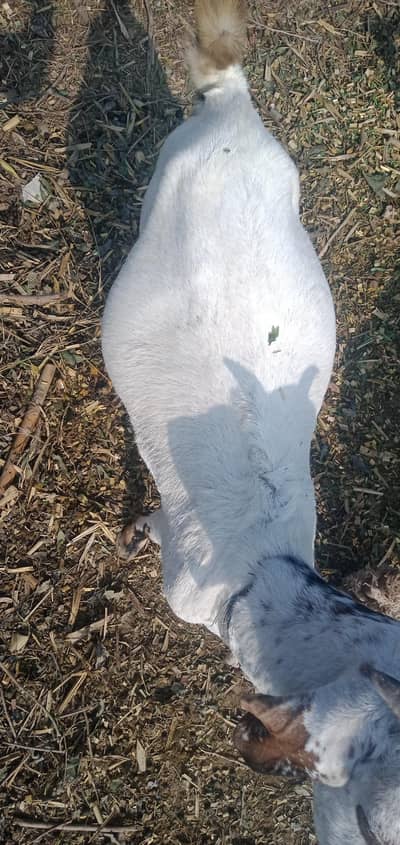 desi teddy cross hai 3 bacche deti hai