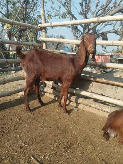 bakri for sale