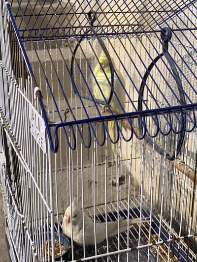 Cockatiel Breeder Pair