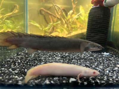 Bichir Fish pair