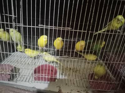 parrots for sale h