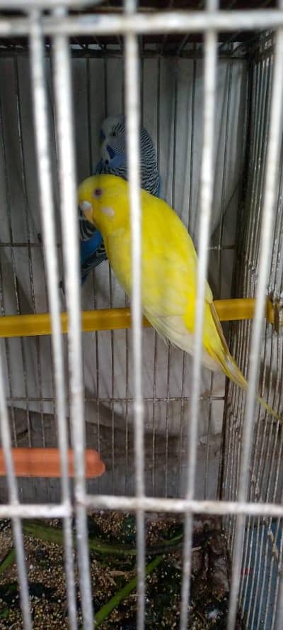 budgies and diamond dove pairs for sale