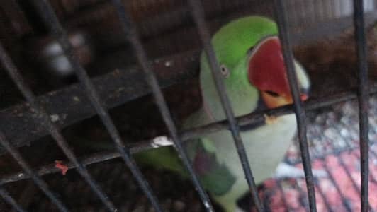 kasmiri raw male talking