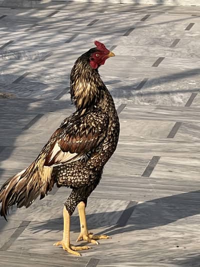 Aseel Pair with 3 months chick