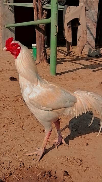 aseel murga or murgi