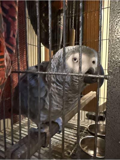 African grey parrot leo