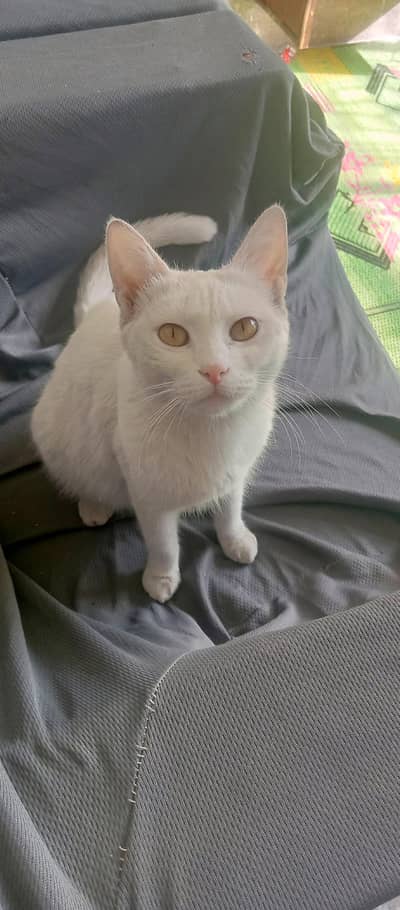 Full Train Persian cat