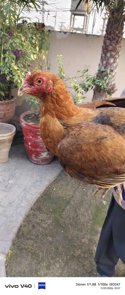 ASEEL BURMI MURGI FOR SALE