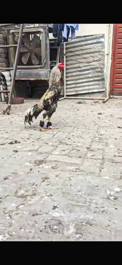 Turkish hint x japanese shamoo