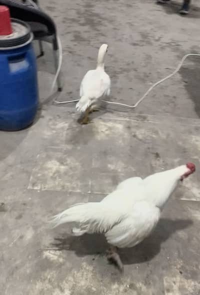 Assel White pair For sale