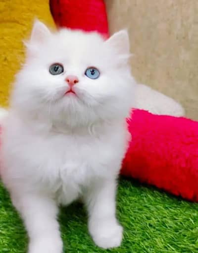 Persian cat Blue eyes vaccinated later train