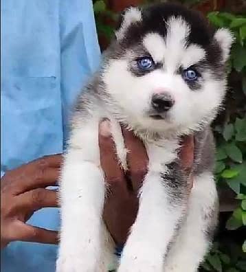 Siberian husky puppies/dog for sale/