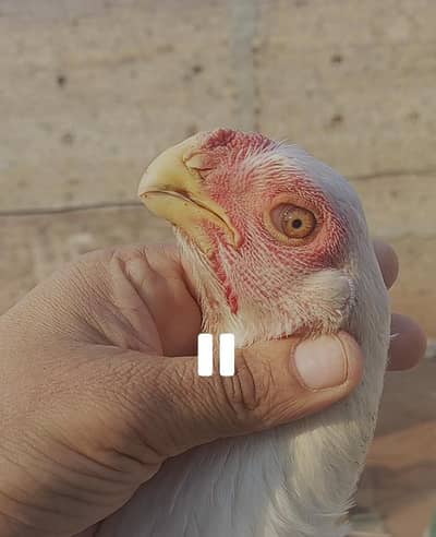 Parrot Beak 03139874002