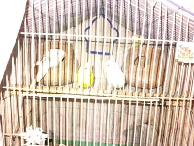 selling my 4 Australian male parrots