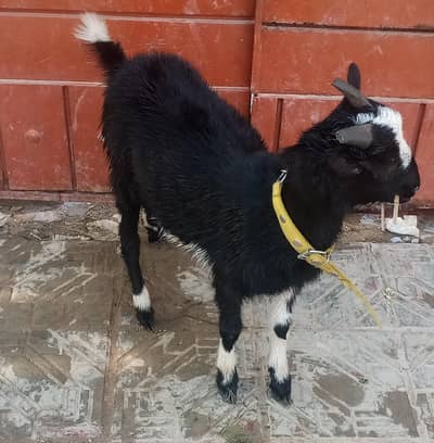 teddy black and white beauty