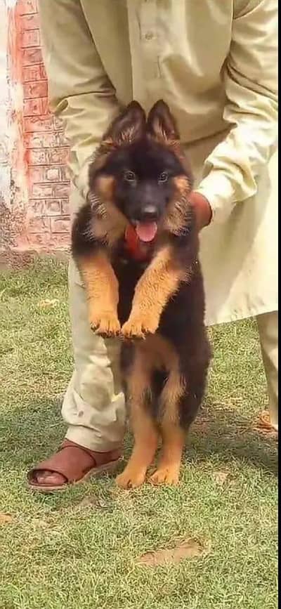 German shepherd | Puppy | GSD | Dog for sale | WhatsApp 03024439896 gf