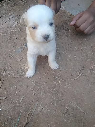 I am selling this   puppy