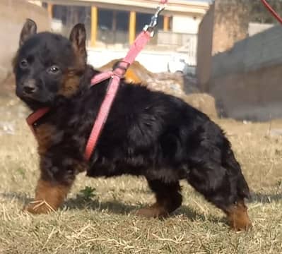 German Shepherd puppies for sale