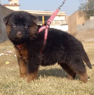 German Shepherd puppies for sale