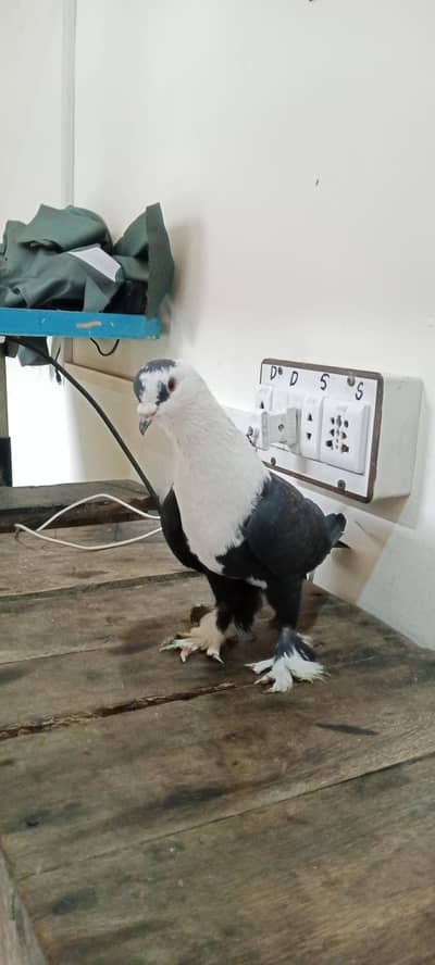 karblai pair dagh hlky Sy hai petti band h