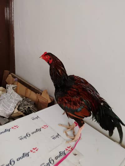 vip aseel lakha long height pattha