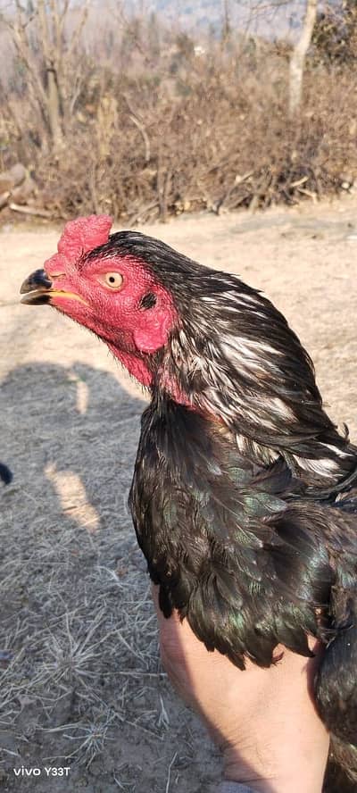 Home breed Mianwali aseel patha