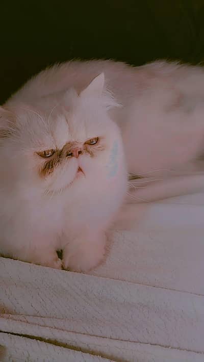 I am selling cats pair