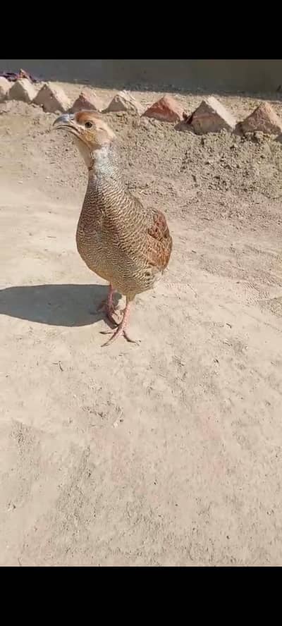 full size  full tamed dakni and jageeri murghi