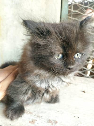 Persian/Himalayan Kitten For Sale Possible Male
