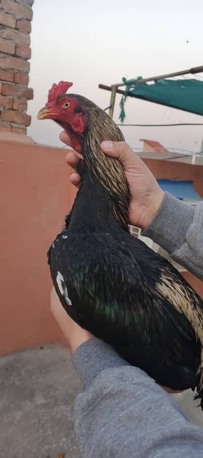 home breed patha for sale