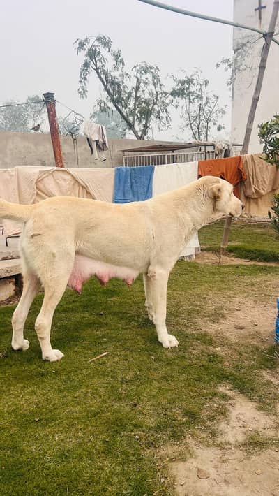 Alabai (Central Asian Shepherd)