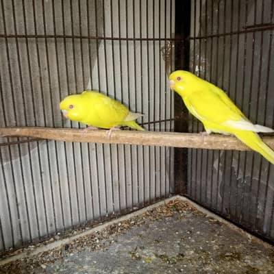 red eys yallow bajes