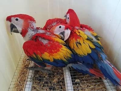 red macaw parrot for sale 0330//1785//772