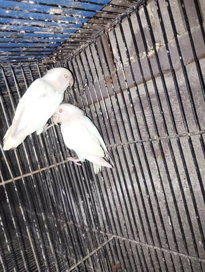 Love bird. albino red eye parrot