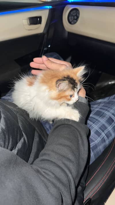 Calico Colour Persian Cat