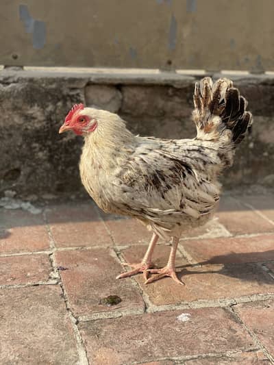 Desi Murgi | Ghr ki pali hoi