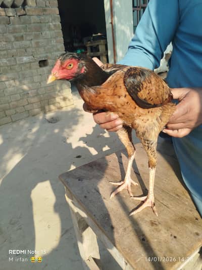 sale karni hai 3 kokardi aur 1 phati