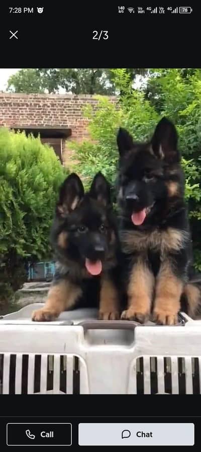 German shepherd | Puppy | GSD | Dog for sale | WhatsApp 03212405409 ff