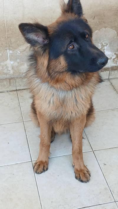 German Shepherd full active Male