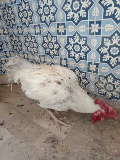 Aseel Cross Murgha & patha